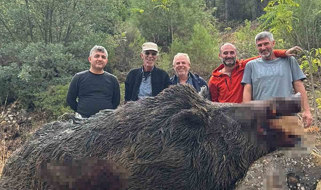 Bilecik'te mısırları talan eden 350 kiloluk dev domuz avcılar tarafından vuruldu