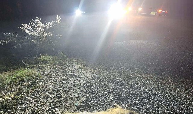 Bilecik'te otomobilin çarptığı domuzlar telef oldu