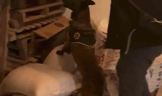 Bingöl'de uyuşturucu taciri tutuklandı