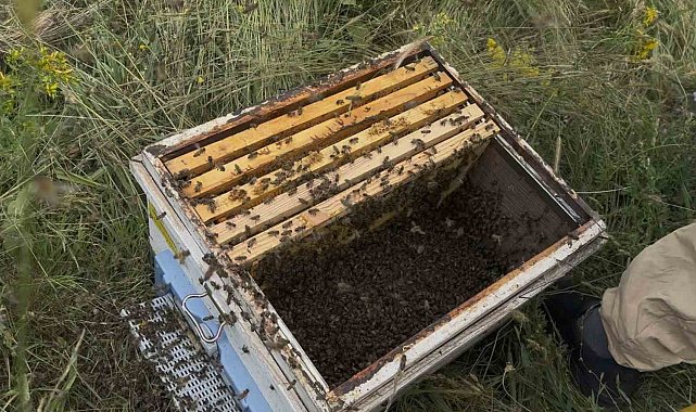 Binlerce arıyı meyve gibi kovan kapağına topladı