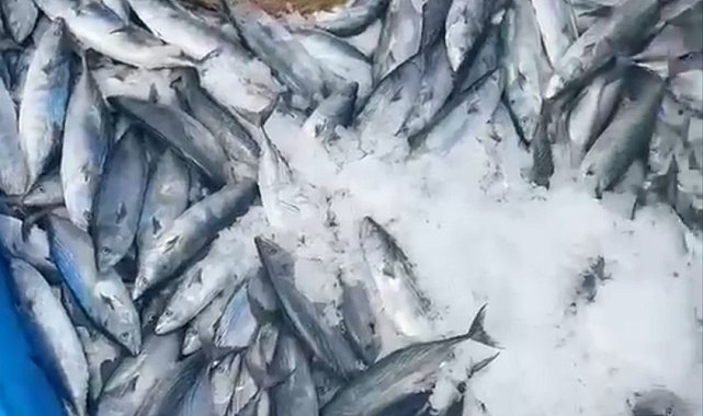 Bir gecede 2 bin adet palamut yakaladı