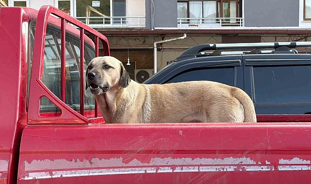 Bir kamyonetin kasasında başlayan yolculuk, sıra dışı bir dostluğa dönüştü