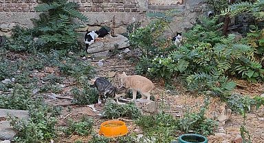 Bir kediyle başladı, kedi sokağına dönüştü