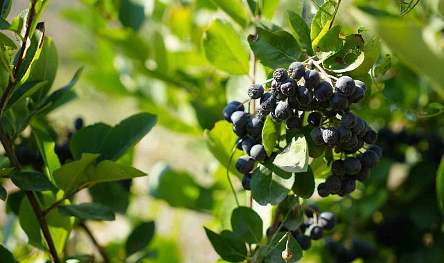 Bir kepçe aronya dondurmasıyla başladı, Erzincan'da bahçe kurdu