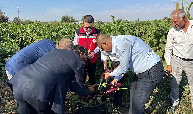 Birecik'te Kelaynak, Patlıcan ve Fıstık Festivali hasatla başladı