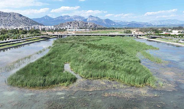 Boğaçayı'nda tartışılan görüntüye uzmanlardan "Kirlilik değil, yaşam alanı" açıklaması