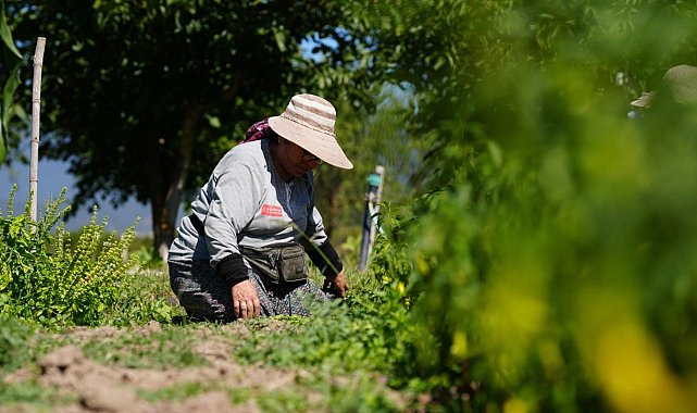 Bolu'da asırlık ata tohumlarında hasat mesaisi başladı