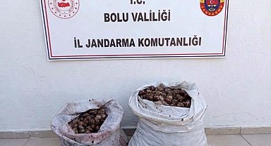 Bolu'da kaçak salyangoz operasyonu: 2 şahıs jandarmaya yakalandı
