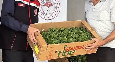 Burdur'da üreticilere 164 bin 500 marul fidesi dağıtıldı