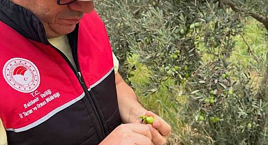 Burhaniye de zeytin bahçelerine hasat öncesi yoğun kontrol
