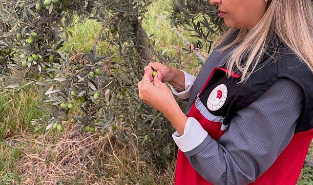 Burhaniye'de zeytin bahçelerinde zeytin sineği kontrolleri artırıldı