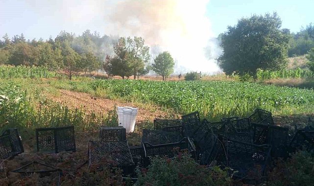 Bursa'da orman yangını: Havadan ve karadan müdahale başlatıldı