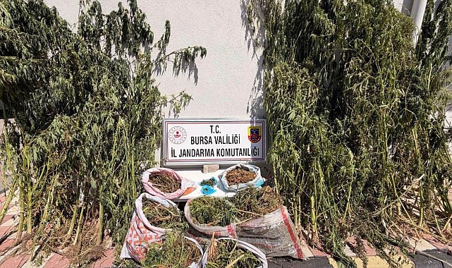 Bursa'da uyuşturucu operasyonu: 22 kilo 675 gram esrar ele geçirildi
