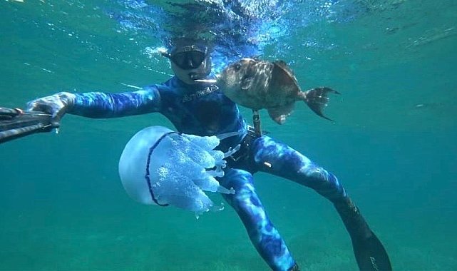 Çanakkale Boğazı'nda mavi denizanası istilası