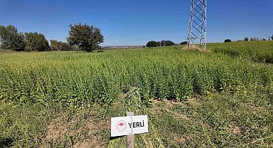 Çanakkale'de 7 yerli ve milli susam çeşidi hasat edildi
