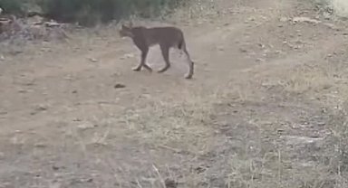 Çankırı'da vaşak görüntülendi