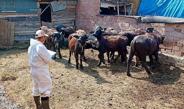 Çay'da sonbahar aşılama kampanyası sürüyor