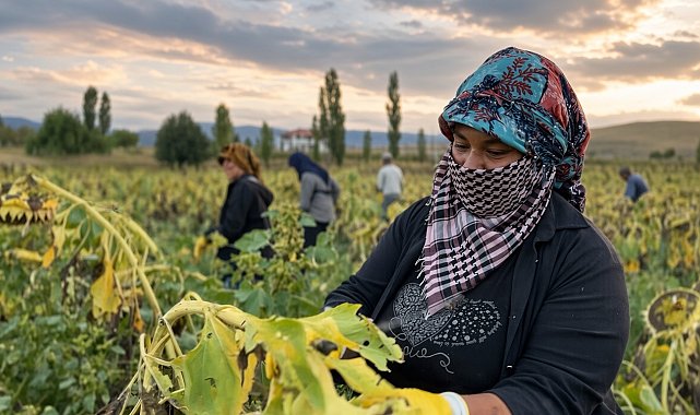 Çayırlı'da ayçiçeği tarlalarında hasat mesaisi