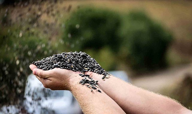 Çayırlı'da "doğanın sarı gelini" ayçiçeğinde hasat başladı