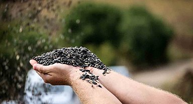 Çayırlı'da "doğanın sarı gelini" ayçiçeğinde hasat başladı