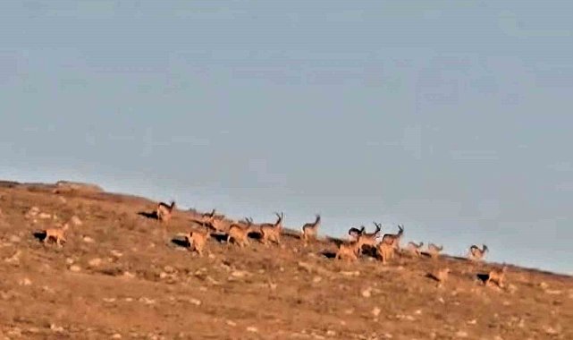 Çengel boynuzlu dağ keçi sürüsü, cerrahın objektifine yakalandı