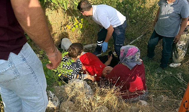 Ceviz ağacından düşen kişi yaralandı