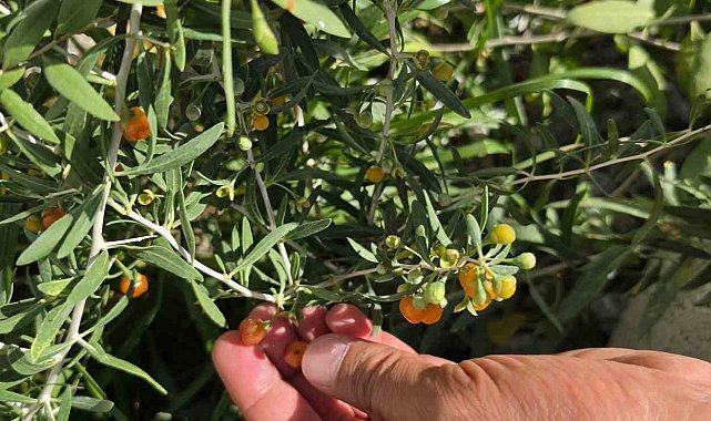 Çin tıbbının 2 bin yıllık şifa kaynağı "Goji Berry" Bitlis topraklarında hayat buldu