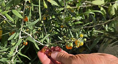 Çin tıbbının 2 bin yıllık şifa kaynağı "Goji Berry" Bitlis topraklarında hayat buldu