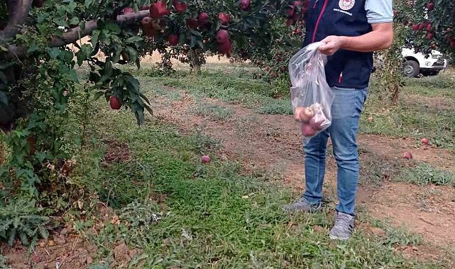 Çivril elmasına hasat öncesi pestisit kontrolü