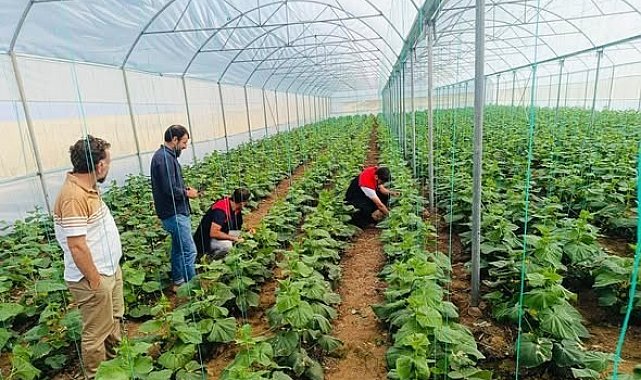 Cizre'de çiftçilere sera denetimi ve eğitimi