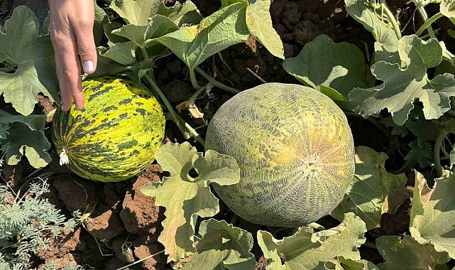 Cizre'de kavun ve karpuz üretim alanlarında teknik kontrol