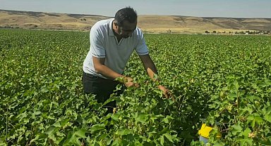 Cizre'de pamuk tarlalarında biyoteknik mücadele nöbeti
