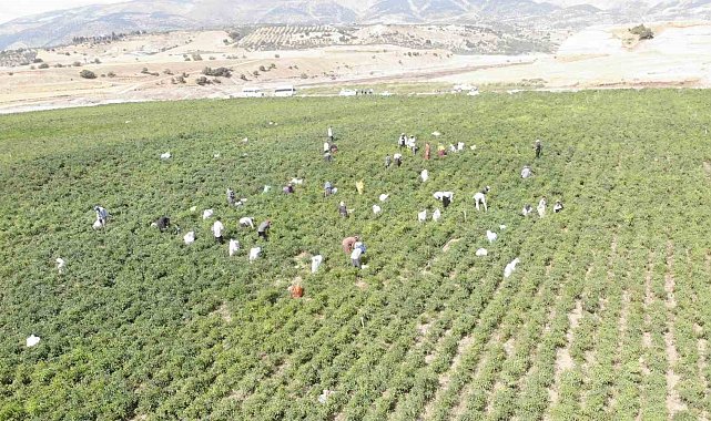 Coğrafi işaret tescilli Maraş biberinde hasat dönemi