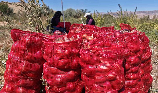 Coğrafi işaretli soğanda hasat başladı: Kadın mevsimlik işçilerin zorlu mesaisi