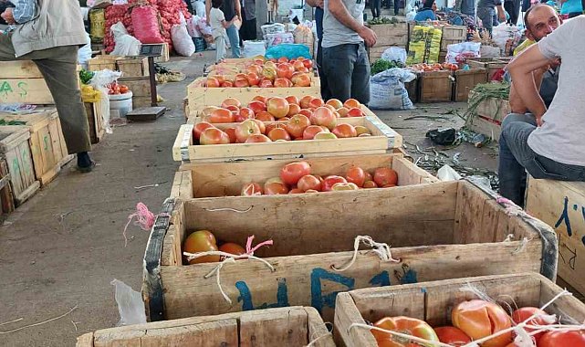 Çüngüş'te organik domates hasadı başladı