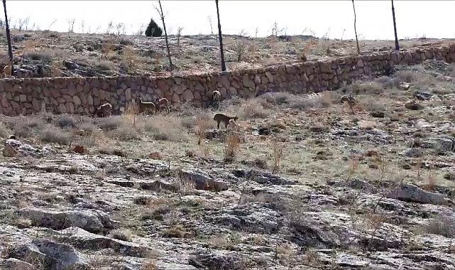 Dağ keçisi sürüsü seyir terası manzarasına dahil oldu