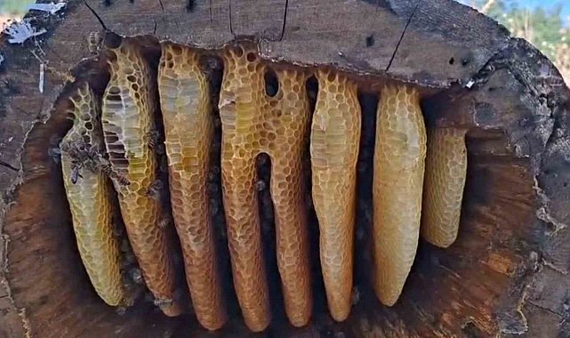 Dağların yüksek kesimlerinde kütük balı bereketi
