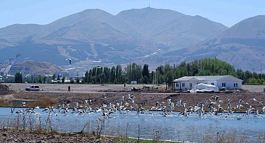 Dalgaların kuşu martılar, denize kıyısı olmayan Erzurum'a misafir oldu