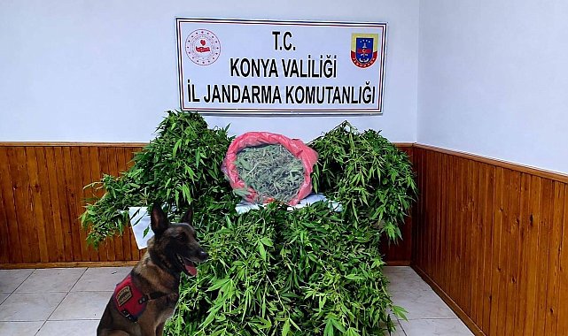 Depo görünümlü alana kenevir eken şüpheli yakalandı