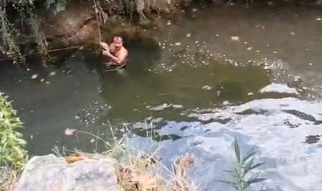 Derede mahsur kalan kaplumbağayı yüzerek kurtardı