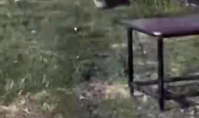 Dicle Nehri'nde nesli tehlike altındaki su samuru görüntülendi