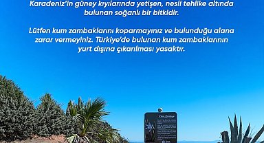 Didim Belediyesi Kum Zambağı'nı koruma altına aldı