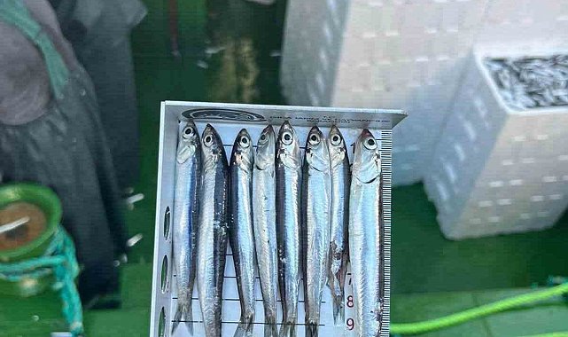 Didim'de 'Hamsi Kotası' denetimi yapıldı