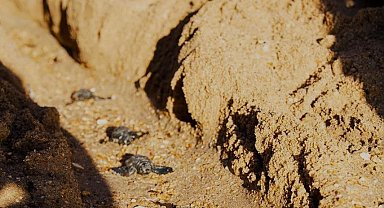 Didim'de Caretta caretta yuvasından 82 yavru denize ulaştı