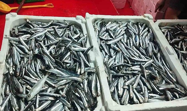 Didim'de hamsi denetimi sürüyor