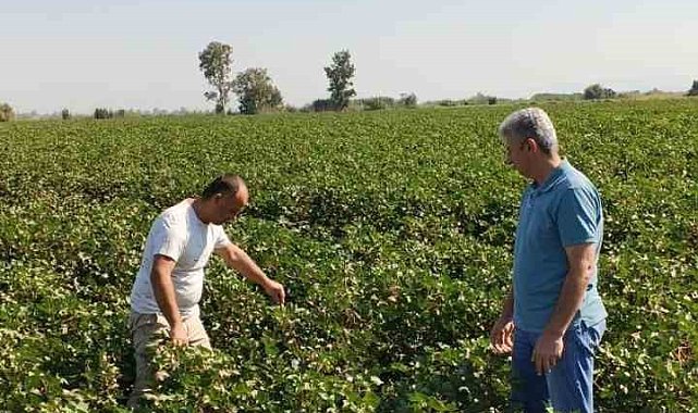 Didim'de pamuk tarlalarında zararlı denetimi