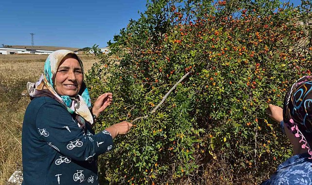 Dikenli dalların arasından zahmetle toplanıyor, çayı ise kış hastalıklarına şifa oluyor
