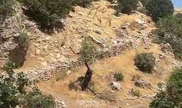 Diyarbakır dağları yaban keçilerine emanet