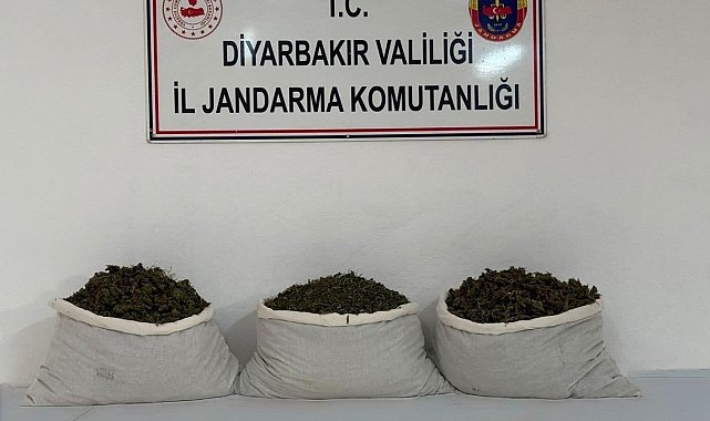 Diyarbakır'da 253 bin kök kenevir ve 42 kilo esrar ele geçirildi