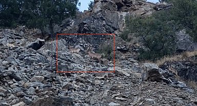 Diyarbakır'da nesli koruma altında bulunan dağ keçileri görüntülendi